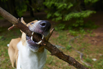 Man pulling stick from dog Smooth Collie