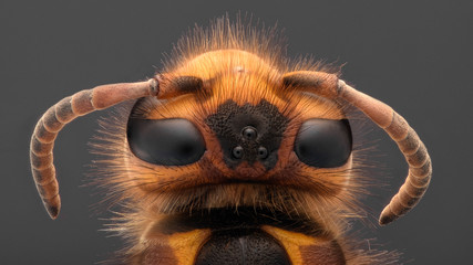 Extreme magnification - Giant Wasp