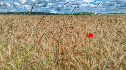 Coquelicot