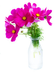 Cosmos pink flowers