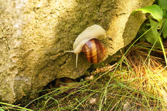 Snail-shell on a cliff