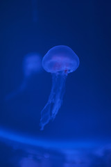 Fototapeta premium Small jellyfishes illuminated with blue light swimming in aquarium.