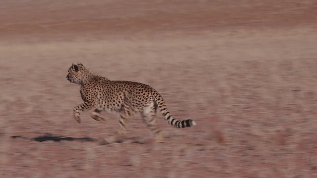 Cheetah running side on to camera in slow motion