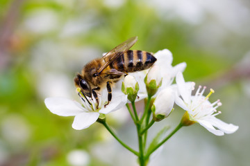 Bee on white flower collecting pollen . Macro.