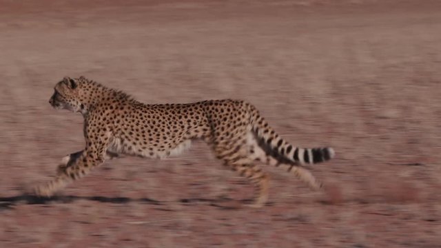 Cheetah running side on to camera in slow motion