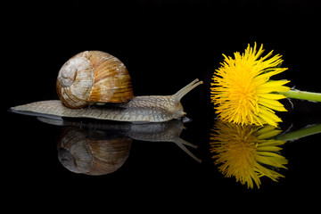 Weinbergschnecke mit Spiegelung im Wasser