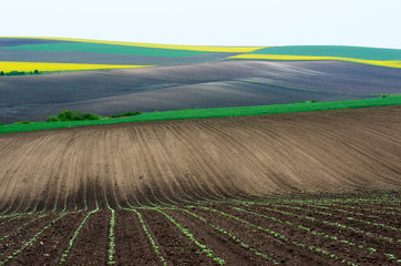 Agricultural land. Agricultural fields sown with colza, sunflower and wheat young.