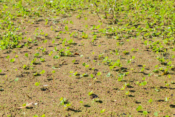 Green algae in water, background
