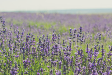 Fototapeta na wymiar Violet lavender field in Crimea