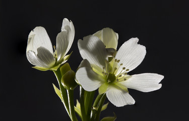 Fototapeta na wymiar Venus Flytrap flower
