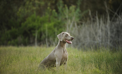Weimaraner dog sitting in field
