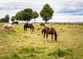 Obraz na płótnie Canvas Horses Meadow Field