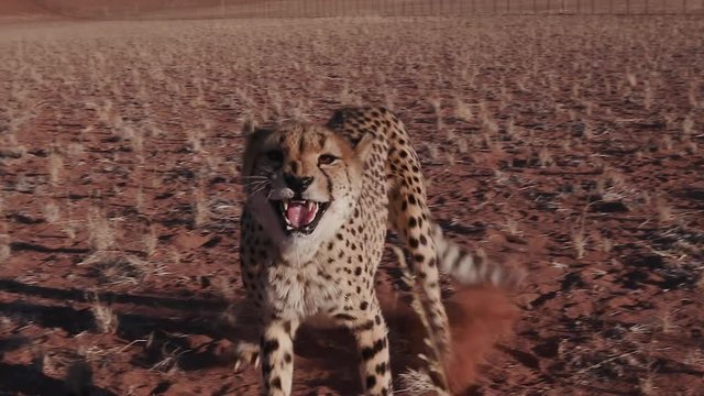 Cheetah snarling and looking towards camera in slow motion