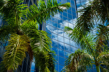 Fototapeta na wymiar Urban palm trees
