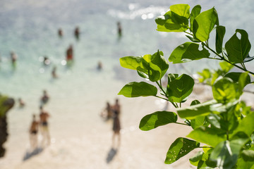 Obraz premium Blur background of people on beach with green leaf