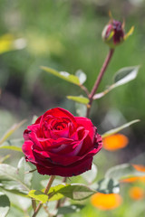 Red rose as a natural and holidays background