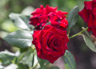 Red rose as a natural and holidays background