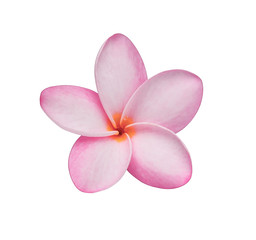 Close up pink frangipani flower isolated on white background
