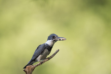 A Belted Kingfisher perches on a small branch with a fish in its beak on a sunny afternoon with a bright green background.