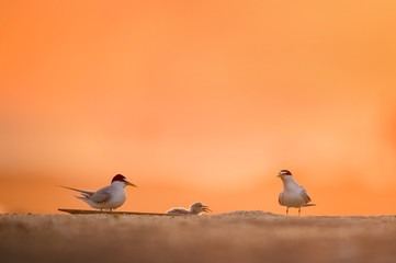 A pair of Least Terns watch their chick as it finished swallowing a fish they just delivered to it on a sandy beach with a colorful orange sunrise behind them.