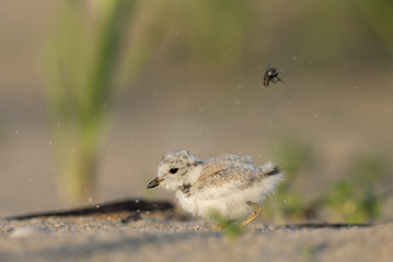 A tiny Piping Plover chick has tossed a fly into the air on the beach early on a sunny morning.