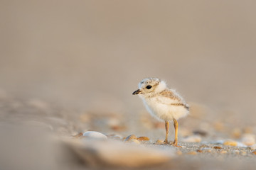 An endangered cute and tiny Piping Plover chick stands on a sandy beach with small pebbles just after sunrise one early morning.
