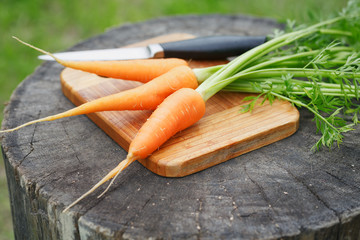 fresh carrots bunch on rustic wooden background