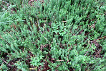 brushwood of Hypnum cupressiforme in the forest