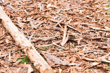 Bark.
