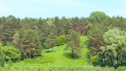 Fototapeta na wymiar green trees on the edge of a forest