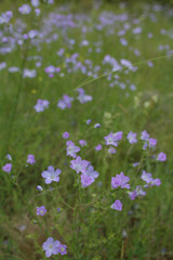 Blue wildflowers in the grass