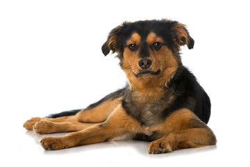 Liegender Mischlingshund