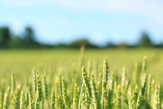young wheat crops field low focus background