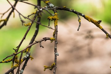 Vine.
