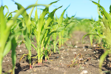 Young corn grwoing on field low focus