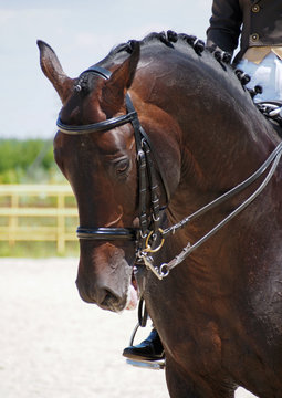 Head of dressage  horse on natural background 