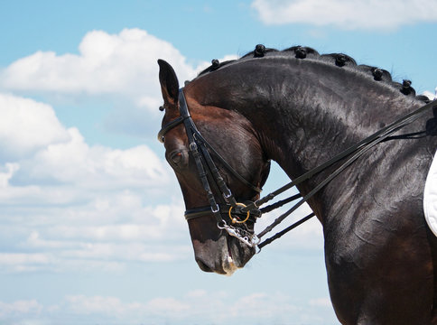 Head of dressage  horse on sky background 