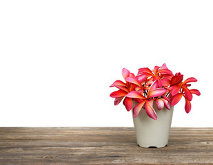 Red flower frangipani in white cup with wood background and copy
