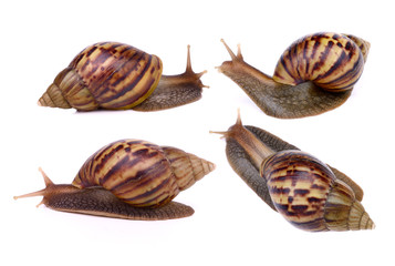 set of Snail isolated on white background