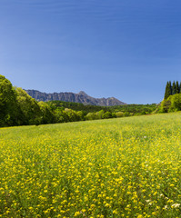 Yellow flower fields with mountain and blue sky background