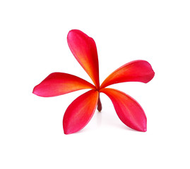 Knife in blood on white background