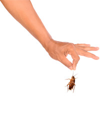 Men hand holding brown cockroach on white background