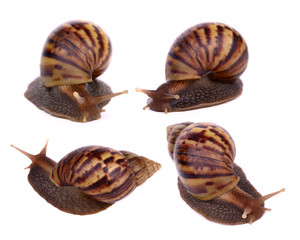 set of Snail isolated on white background
