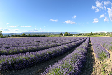 Fototapeta na wymiar lavandes en provence