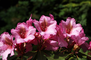 Rhododendron