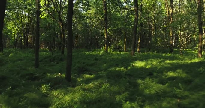 Forest reverse slide