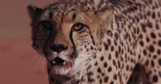 4K Close-up of Cheetah snarling and looking towards camera 