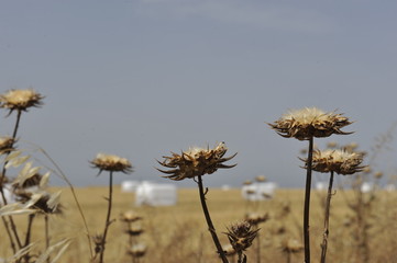 Dried flowers on a background of yellow field with haystacks