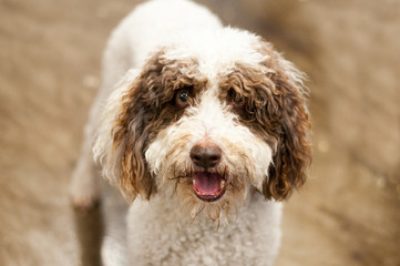 Beautiful Spanish Water Sheep Dog