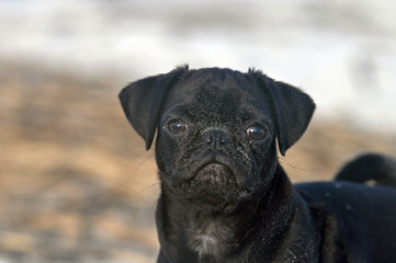 This beach has gone to the dogs